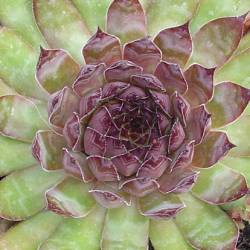 Sempervivum - Dachwurz - Hauswurz